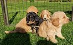 Mini Bernedoodle pups te koop (Berner Sennen x poedel), Particulier, Rabiës (hondsdolheid), Meerdere, 8 tot 15 weken