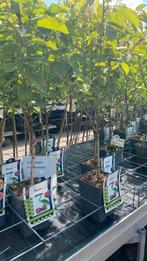 Laagstam fruitbomen, Tuin en Terras, Planten | Bomen, Ophalen, Lente, Volle zon, Overige soorten