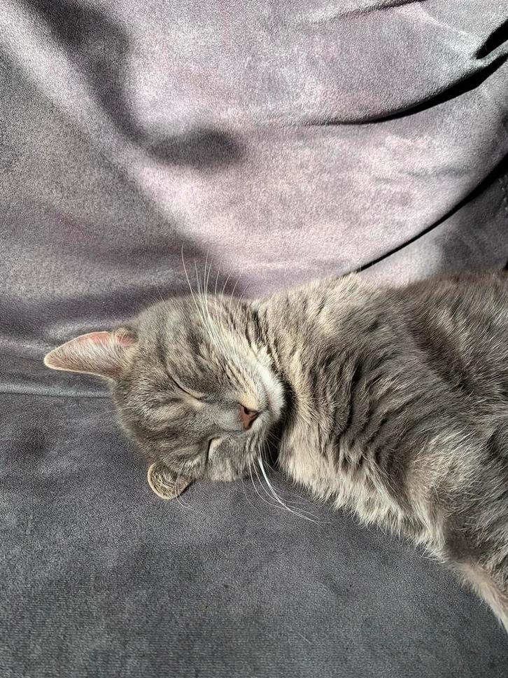 Lieve Loulou (5 jaar) zoekt een rustig, liefdevol thuis, Dieren en Toebehoren, Katten en Kittens | Overige Katten, Kortharig, Poes