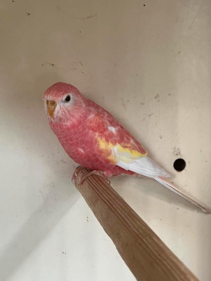 0-4 bourkeparkieten ino en opaline ino, Dieren en Toebehoren, Vogels | Overige Vogels, Vrouwelijk, Geringd