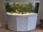 Juwel vision 450 met kast, pomp, smart feeder, Dieren en Toebehoren, Ophalen, Gebruikt
