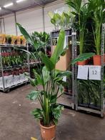 STRELITZIA NICOLAI 190CM, MEERDERE PLANTEN BESCHIKBAAR!!!!!, Huis en Inrichting, Kamerplanten, Overige soorten, Ophalen of Verzenden