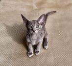 Prachtige Oosters Korthaar en Peterbald mix Kittens!, Dieren en Toebehoren, Meerdere dieren, Ontwormd, 0 tot 2 jaar