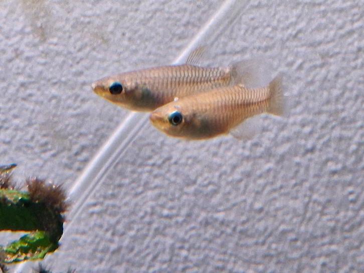 Lambert's Lampeye vissen, Dieren en Toebehoren, Vissen | Aquariumvissen, Zoetwatervis, Vis, Schoolvis