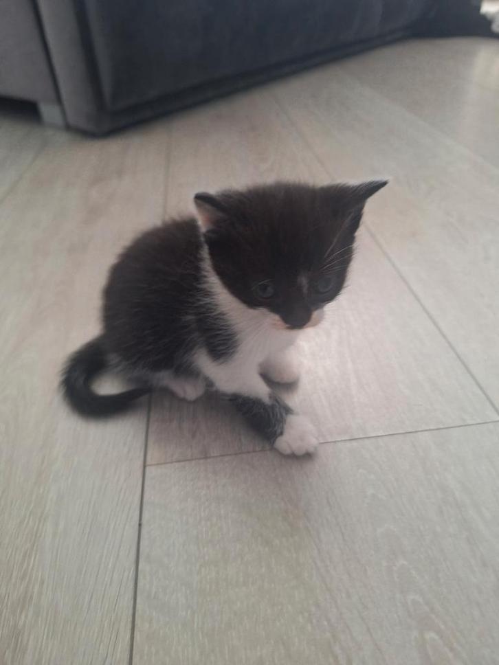 Laatste lieve kitten te koop ( zwarte gereserveerd), Dieren en Toebehoren, Katten en Kittens | Dekkaters