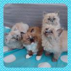 Ragdoll katertjes, Kater, Ontwormd, 0 tot 2 jaar