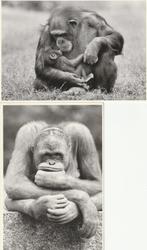 2x kaart Oeran Oetang en Chimpansee, fotograaf Walter Sittig, Verzamelen, Ansichtkaarten | Dieren, Wild dier, Ongelopen, Ophalen of Verzenden