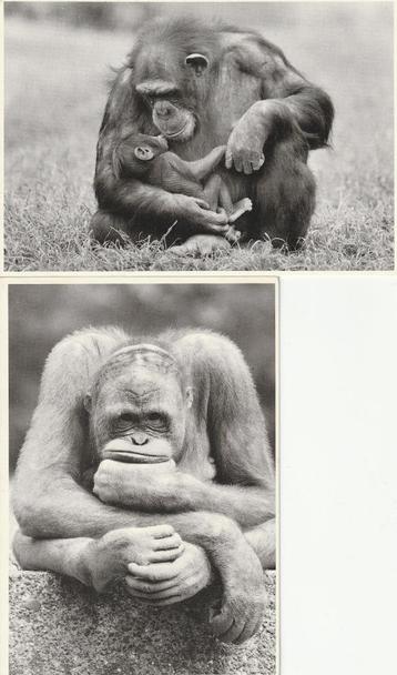 2x kaart Oeran Oetang en Chimpansee, fotograaf Walter Sittig