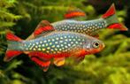 Gezocht rasbora galaxy, Dieren en Toebehoren, Vis