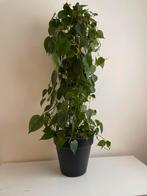 Philodendron scandens heartleaf, Huis en Inrichting, Kamerplanten, Ophalen, Overige soorten, Minder dan 100 cm