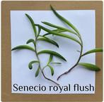 30. senecio royal flush stekje €1,25, Huis en Inrichting, Kamerplanten, Ophalen of Verzenden, Halfschaduw, Minder dan 100 cm