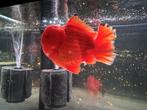 Diverse hoge kwaliteit Fancy Goldfish te koop, Dieren en Toebehoren, Vissen | Aquariumvissen, Vis