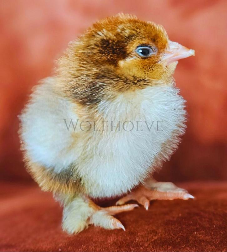 Mille Fleur type Brahma kuikens *gesext* (projectlijn), Dieren en Toebehoren, Pluimvee, Kip, Geslacht onbekend