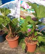 Gunnera Manicata, Tuin en Terras, Planten | Tuinplanten, Overige soorten, Volle zon, Vaste plant, Ophalen of Verzenden