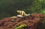 Anentome helena – Slak etende Slak, Slak of Weekdier, Zoetwatervis