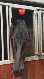 Friese merrie 3 jaar 2e Ster Premie, Merrie, Gechipt, Dressuurpaard, 3 tot 6 jaar