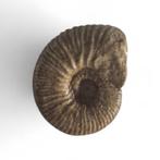 Ammoniet ( Perisphinctes)  14850, Ophalen of Verzenden, Fossiel