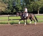3 j. zwarte ruin, Dieren en Toebehoren, Paarden, B, Ruin, Dressuurpaard, 170 tot 175 cm