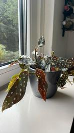 Stippen begonia, Huis en Inrichting, Kamerplanten, Ophalen, Overige soorten, Minder dan 100 cm