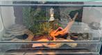 Python regius banana met terrarium, Ophalen, Zo goed als nieuw, Terrarium of Paludarium