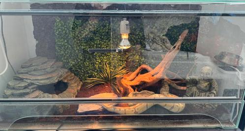 Python regius banana met terrarium, Dieren en Toebehoren, Reptielen en Amfibieën | Toebehoren, Zo goed als nieuw, Terrarium of Paludarium