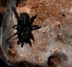 Thailand funnelweb spider