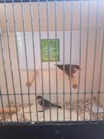 Koppel  sthelenafazantjes, Dieren en Toebehoren, Meerdere dieren, Tropenvogel