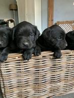 Super lieve puppy’s, kruising Rottweiler x Labrador, Particulier, Rabiës (hondsdolheid), Meerdere, 8 tot 15 weken