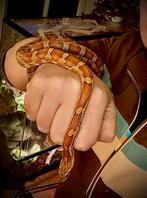 Rattenslang (Pantherophis guttatus) incl. terrarium, Slang, Met terrarium, 3 tot 6 jaar