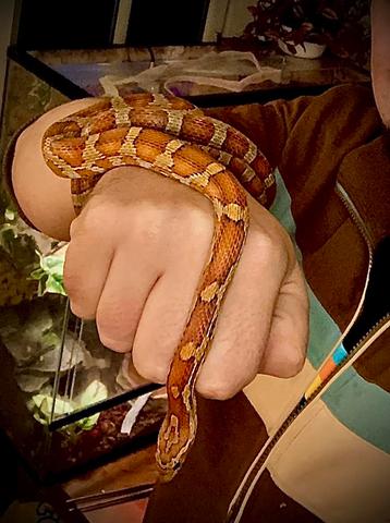 Rattenslang (Pantherophis guttatus) incl. terrarium beschikbaar voor biedingen