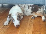 Corgi x australian shepherd teef, 15 weken tot 1 jaar, Overige rassen, Teef, CDV (hondenziekte)