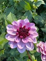Dahlia knollen paars, roze en wit, Tuin en Terras, Bloembollen en Zaden, Ophalen of Verzenden, Volle zon, Knol