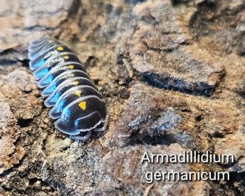 Armadillidium germanicum  beschikbaar voor biedingen
