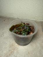 Begonia rex conga, Huis en Inrichting, Kamerplanten, Ophalen of Verzenden, Halfschaduw, Minder dan 100 cm