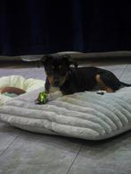 Pincher kleine hondje, Dieren en Toebehoren, Honden | Bulldogs, Pinschers en Molossers, 15 weken tot 1 jaar, Eén hond, Nederland