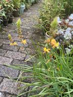 Bulbine frutescens biologisch geteelde kruiden/ kuipplant, Tuin en Terras, Planten | Tuinplanten, Ophalen