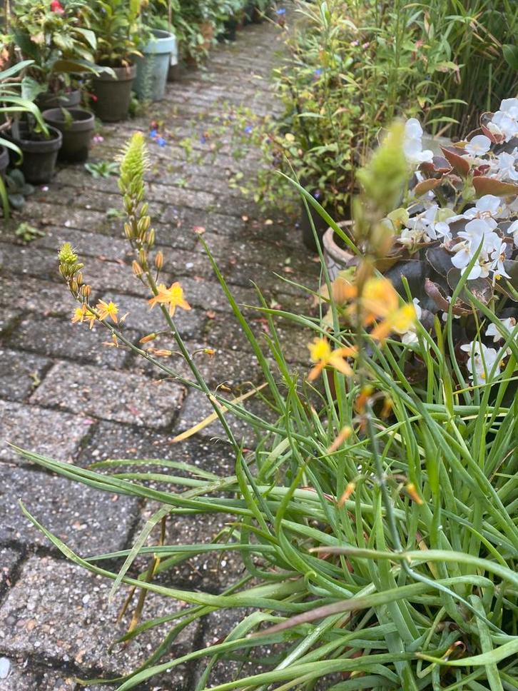 Bulbine frutescens biologisch geteelde kruiden/ kuipplant, Tuin en Terras, Planten | Tuinplanten, Ophalen