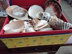 Doos met grote schelpen, Ophalen of Verzenden, Schelp(en)