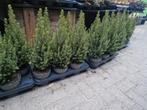 Picea Conica - Dwergspar in pot, Tuin en Terras, Bloeit niet, Overige soorten, Minder dan 100 cm, Ophalen