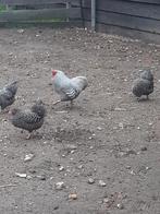 Haan Hanen, Dieren en Toebehoren, Pluimvee, Mannelijk, Kip