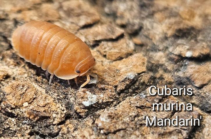 Cubaris murina 'Mandarin', Dieren en Toebehoren, Insecten en Spinnen, Overige soorten