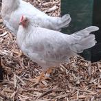 2 isabella leghorn hennen, Dieren en Toebehoren, Pluimvee, Vrouwelijk, Kip