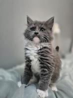 maine coon kittens, Dieren en Toebehoren, Katten en Kittens | Raskatten | Langhaar, Meerdere dieren