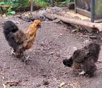 koppel zijdehoentjes, Dieren en Toebehoren, Pluimvee, Meerdere dieren, Kip
