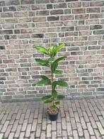 Wintergroene magnolia, Volle zon, Vaste plant, Zomer, Ophalen