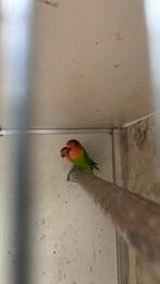 Agapornus parkieten, Dieren en Toebehoren, Vogels | Parkieten en Papegaaien, Meerdere dieren, Parkiet