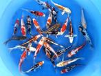 Japankoi, keus uit 3000 stuks Jonge Japankoi , Tosai, Nisai, Karper of Koi