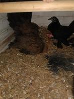 te hennen te koop, Dieren en Toebehoren, Pluimvee, Vrouwelijk, Kip