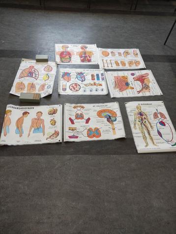 Anatomische posters als lesmateriaal (schoolplaten) beschikbaar voor biedingen