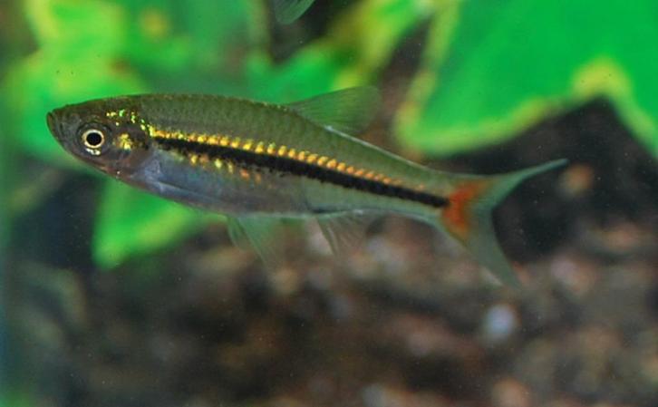 Hobbyaquarium   Rasbora Borapetensis / Roodstaart Rasbora, Dieren en Toebehoren, Vissen | Aquariumvissen, Zoetwatervis, Vis, Schoolvis